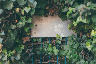 Bir yaprak yeşil çit içinde boş vintage sokak tabelası