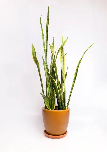 Innendekoration Sansevieria Trifasciata Oder Schlangenpflanze Isolieren Auf Weißem Hintergrund — Stockfoto