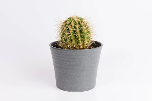 Kaktus Vorderseite Grauem Keramiktopf Isoliert Auf Weißem Hintergrund — Stockfoto