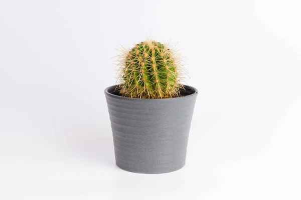 Kaktus Vorderseite Grauem Keramiktopf Isoliert Auf Weißem Hintergrund — Stockfoto