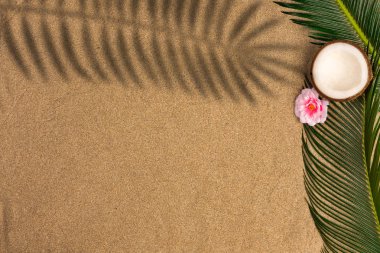  Kum arka plan plaj tema. Palmiye yaprakları ve gölge ile kum üzerinde hindistan cevizi. Üstte görüntü.