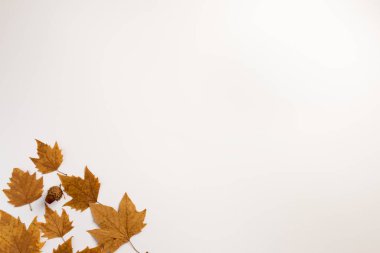 İzole olmuş sonbahar yaprakları beyaz üzerine
