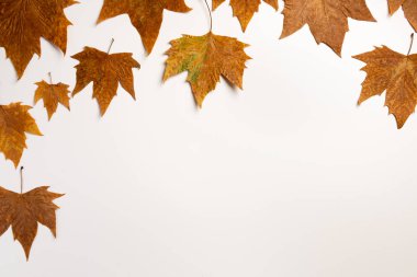 sonbahar akçaağaç metin için kopya alanı ile çerçeve arka plan bırakır