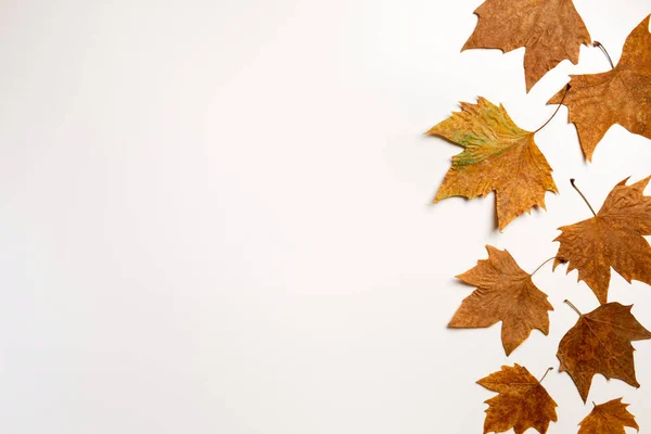 Herfst Esdoorn Bladeren Frame Achtergrond Met Kopieer Ruimte Voor Tekst — Stockfoto