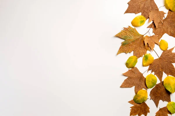 Herfst Esdoorn Bladeren Frame Achtergrond Met Kopieer Ruimte Voor Tekst — Stockfoto
