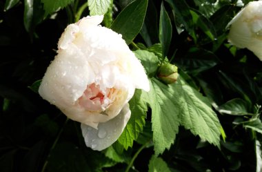 yağmurdan sonra bahçedeki Bud beyaz Şakayık