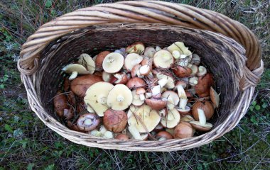 sepet içinde mantar hasat
