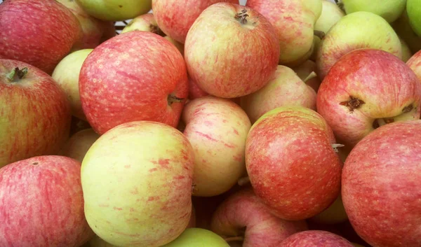 ヒープで収集された美しい熟した赤いリンゴ — ストック写真