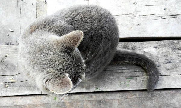 Chat Gris Assis Sur Tableau Noir — Photo