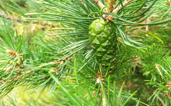Green New Pine Cone Branch — стоковое фото