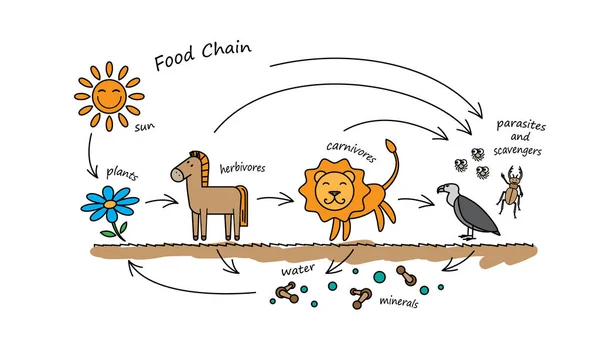 Αστεία ζώα Εικονογράφηση τροφική αλυσίδα — Διανυσματικό Αρχείο