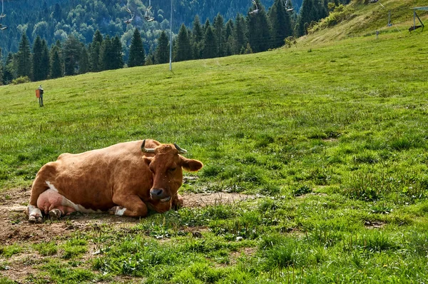 Uma vaca — Fotografia de Stock