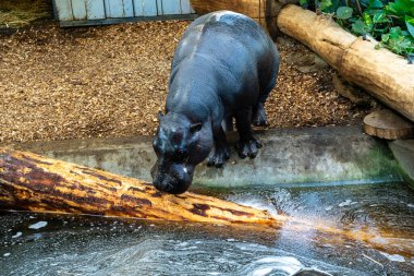 Hayvanat Bahçesindeki Genç Hippo