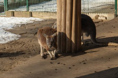 Hayvanat bahçesinde birkaç kanguru var.