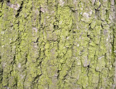 Ağaç kabuğu dokusu yeşil yosun ile arka plan olarak kullanılabilir