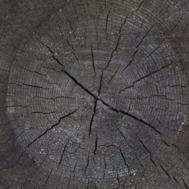 Ağaç halkaları ve dairesel çatlak bir sürü ile eski büyük gövde kesiti