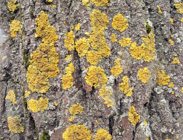 Textura Corteza Del Árbol Con Musgo Amarillo Puede Utilizar Como — Foto de Stock