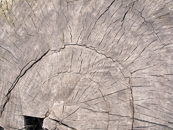 Büyük Ağaç Eski Sandık Bir Kesit Arka Plan Olarak Kullanılabilir — Stok fotoğraf