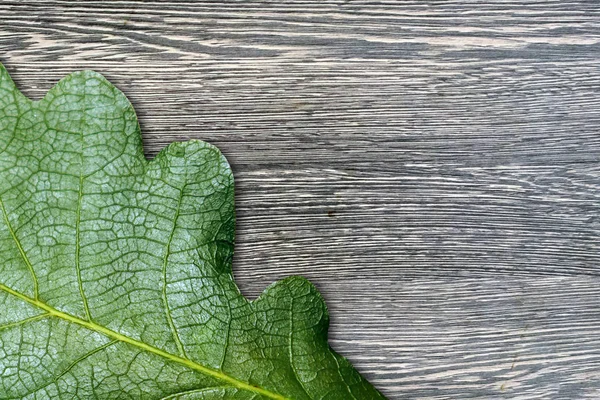 Postcard or greeting card template, green oak leaf on grey wooden board. May be used as background