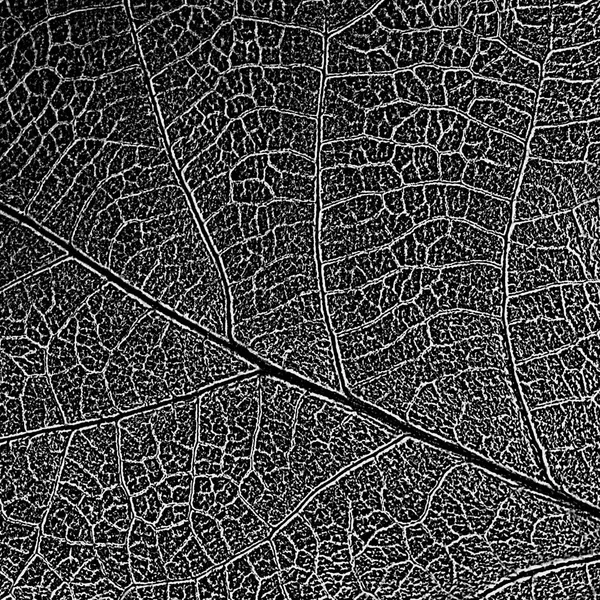 Naturliga Blad Decolorized Textur Med Randig Mesh Imitation Stämpling Kan — Stockfoto