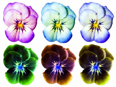 Altı farklı renkli ve beyaz arka plan üzerinde izole homo çiçek ters