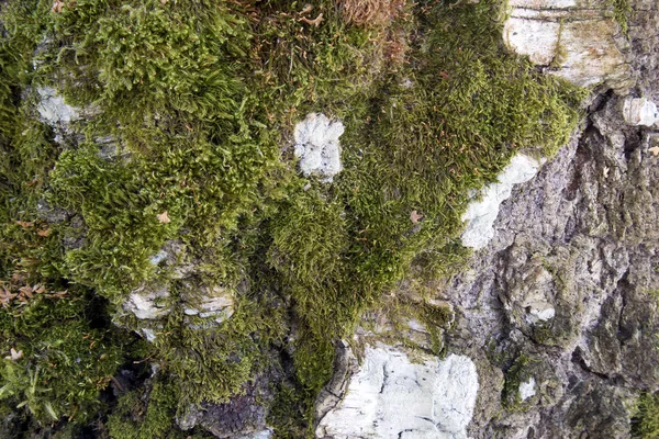 Похудалый Березовый Кора Покрыта Зеленым Мхом Природного Фона Старый Живой — стоковое фото