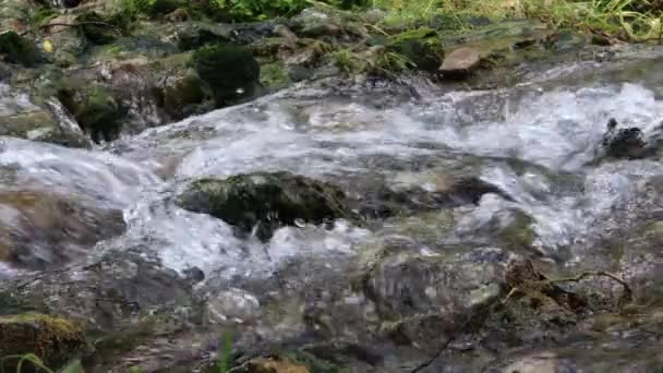 Rychle Tekoucí Čistou Vodou Mělkých Studené Lesní Potok Kamenité Dno — Stock video