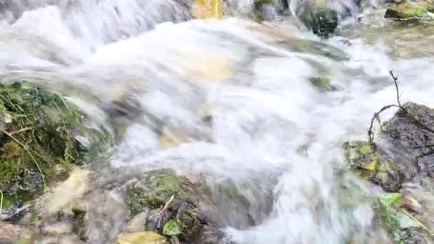 Rychle Tekoucí Čistou Vodou Mělkých Studené Lesní Potok Kamenité Dno — Stock video