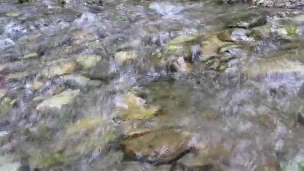 Rápidamente Fluye Agua Clara Arroyo Del Bosque Frío Poco Profundo — Vídeos de Stock