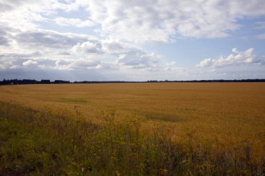 Sarı bitki örtüsü ve alacakaranlık cennet ile büyük alan