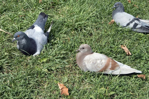 Troupeau Pigeons Différentes Couleurs Reposant Sur Herbe Dans Parc — Photo