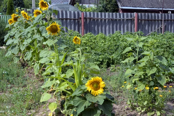 Garden Bed Sunflowers Growing Kale Yard Rural Fence — Stock Photo, Image