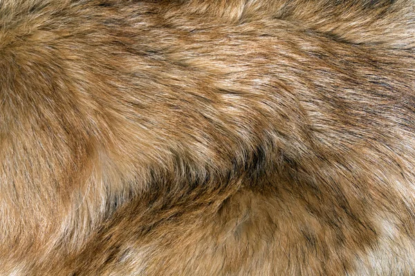 明亮的红色毛茸茸的狗毛皮特写 可用作背景或纹理 — 图库照片