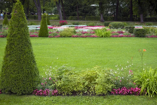 Grön Klippt Välklippta Gräsmattan Med Pyramidal Bush Utrymme För Din — Stockfoto