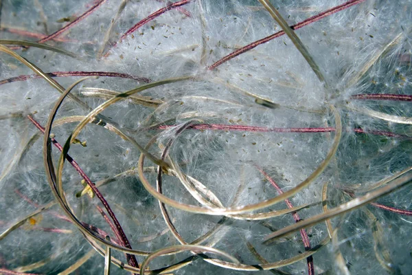 Mature willow-herb fluff and pods closeup, natural background in blue tones