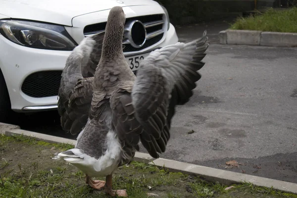 Komik Kahverengi Kaz Kanatları Beyaz Modern Araba Yakınında Kentsel Sokakta — Stok fotoğraf