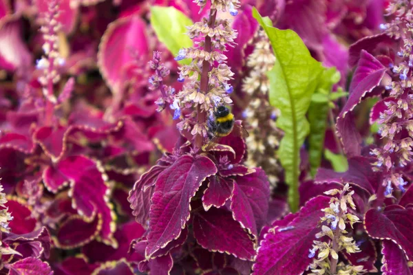 Cute Thick Bumble Bee Gathering Honey Thickets Red Oleus — Stock Photo, Image