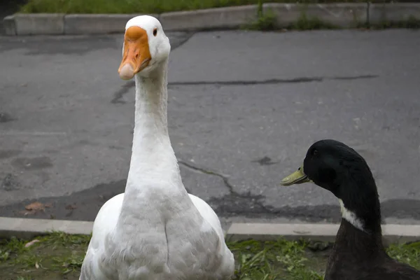 Nettes Paar Weiße Hausgans Und Braune Ente Vor Grauem Asphalt — Stockfoto