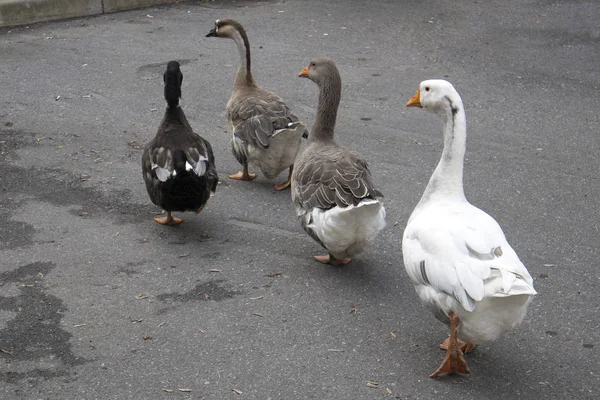 Divertida Familia Gansos Patos Caminar Una Sola Fila Largo Calle —  Fotos de Stock