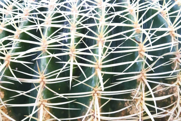 Stora Gröna Saftiga Cactus Med Långa Platta Nålar Närbild Kan — Stockfoto