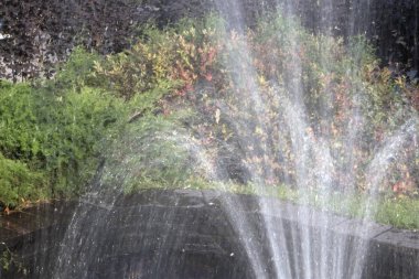 Küçük yelpaze şeklinde Çeşme ortasında parlak bitki örtüsü karşı küçük bir havuz