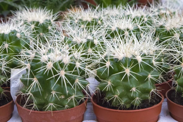 Verschillende Soorten Cactussen Groeit Een Plastic Potten Tentoongesteld Tuinieren Winkel — Stockfoto