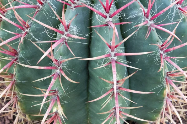 Stora Gröna Saftiga Cactus Med Långa Platta Nålar Närbild Kan — Stockfoto