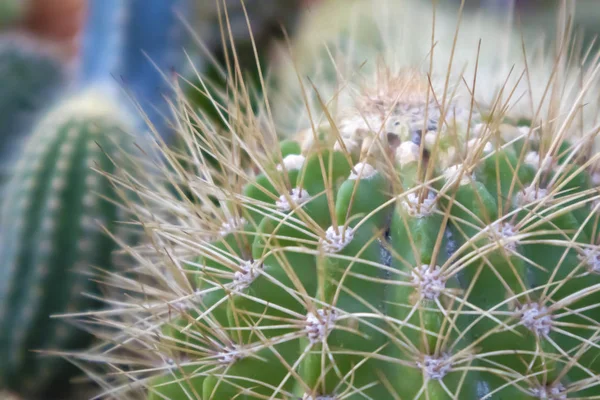 Různé Druhy Kaktusů Rostoucí Plastových Květináčích Vystavoval Zahradnické Prodejně — Stock fotografie