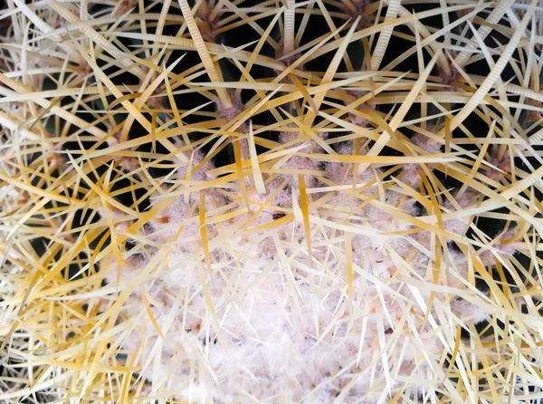 Horní Velké Zelené Šťavnaté Kaktus Dlouhou Plochou Jehlic Detailním Chmýří — Stock fotografie