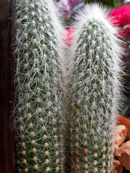 Dvě Vysoké Protáhlé Kaktusy Pokryté Jehly Rostoucí Květináče — Stock fotografie
