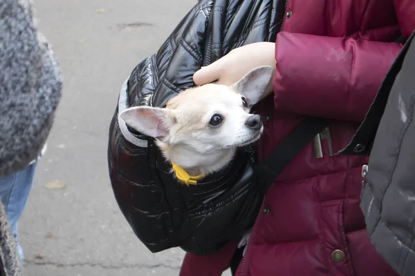 Портрет Милой Смешной Маленькой Пинто Собаки Сидящей Плечевой Сумке — стоковое фото