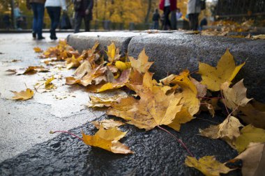 Asfalt closeup ve arka planda yürüyen insan yığını sarı akçaağaç yaprakları