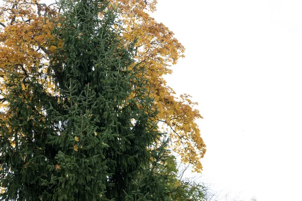 Gouden Herfst Esdoorn Groene Sparren Met Gevallen Esdoorn Bladeren Wit — Stockfoto