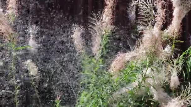 Fliegende Reife Samen Von Flauschigem Weidenkrautstrauch Gegen Braunen Holzzaun — Stockvideo